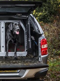 transporte de mascotas